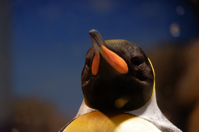 ペンギンの写真